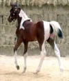 /album/les-chevaux/dakota2mon1a-1-jpg/
